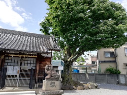 谷河内日枝神社　ケヤキ